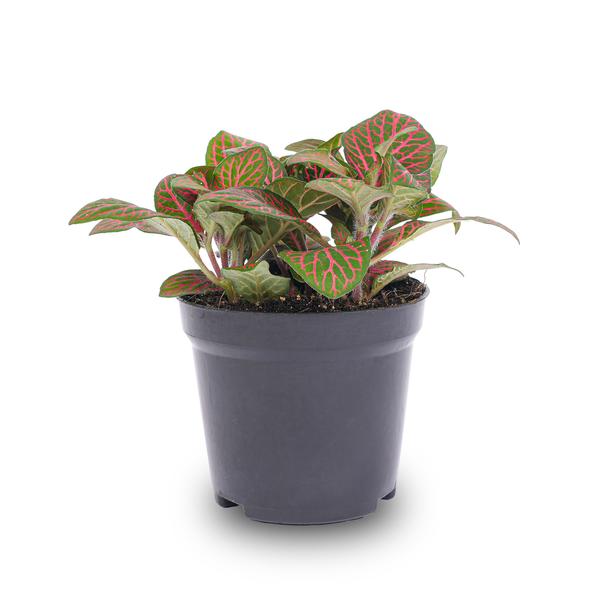 Fittonia red - Mosaic plant - potmaat 8