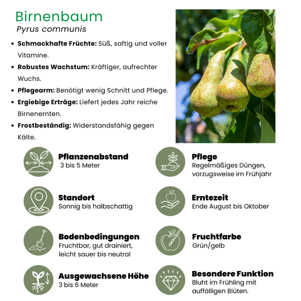 Biologische Perenboom Pyrus - 1 x Ø 20 cm - ↨ 60 cm