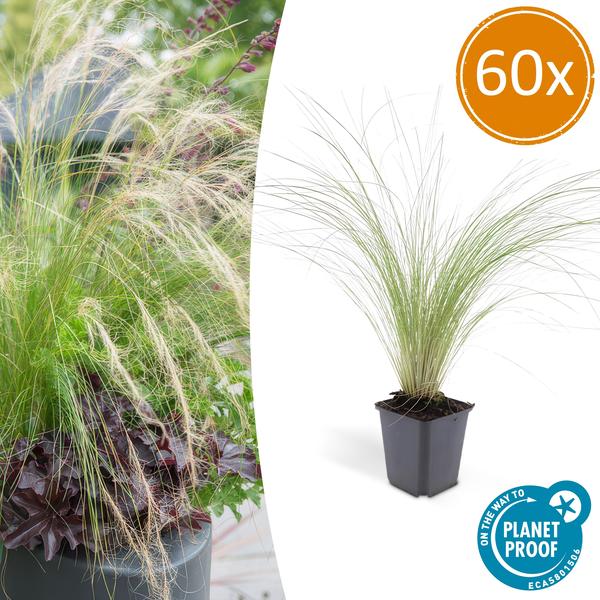 60x Stipa tenuissima 'Ponytails' - ↕10-25cm - Ø9cm