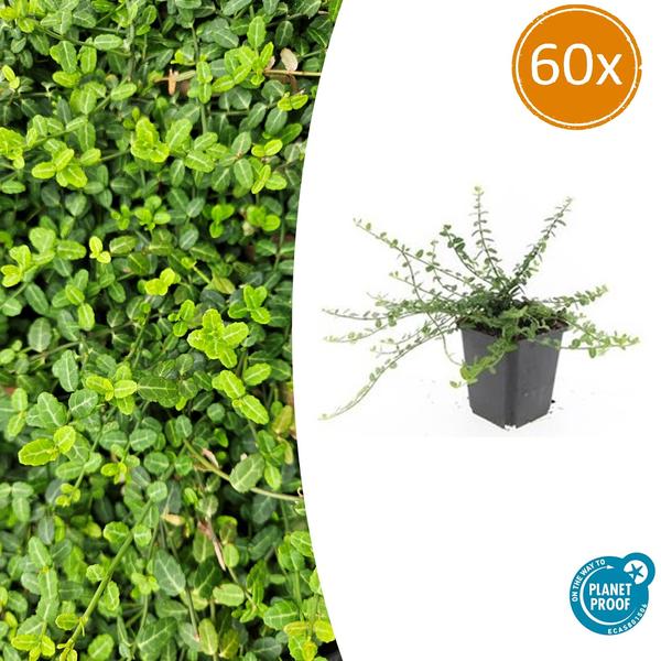 60x Euonymus fort. 'Minimus' - ↕10-25cm - Ø9cm