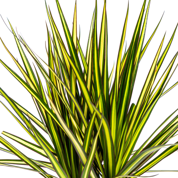 Dracaena Marginata Sunray Ø17cm - ↕60 - 80cm