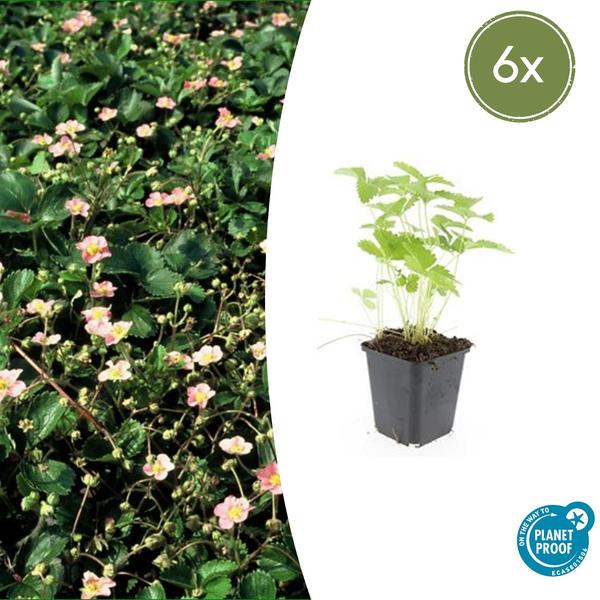 6x Fragaria vesca - ↕10-25cm - Ø9cm