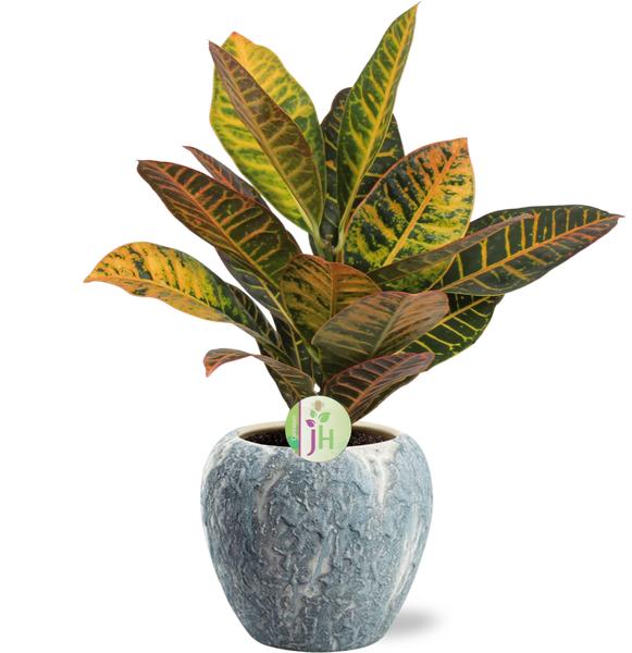 Codiaeum Petra - Ø17cm - ↕45cm Doug Pot D18x16cm - Grijs Wit