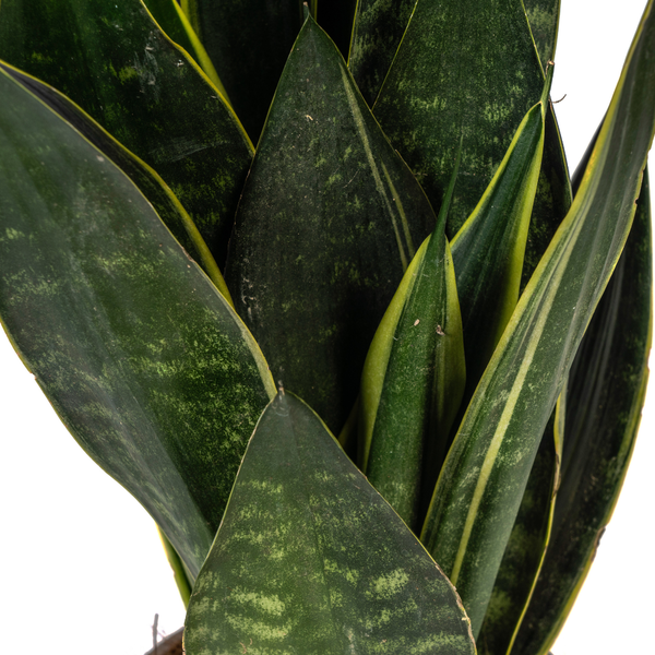 Sansevieria Trifasciata Futura Black Ø17cm - ↕45 - 55cm