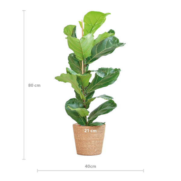 Ficus Lyrata met Mand Sofia naturel - 80cm - Ø21