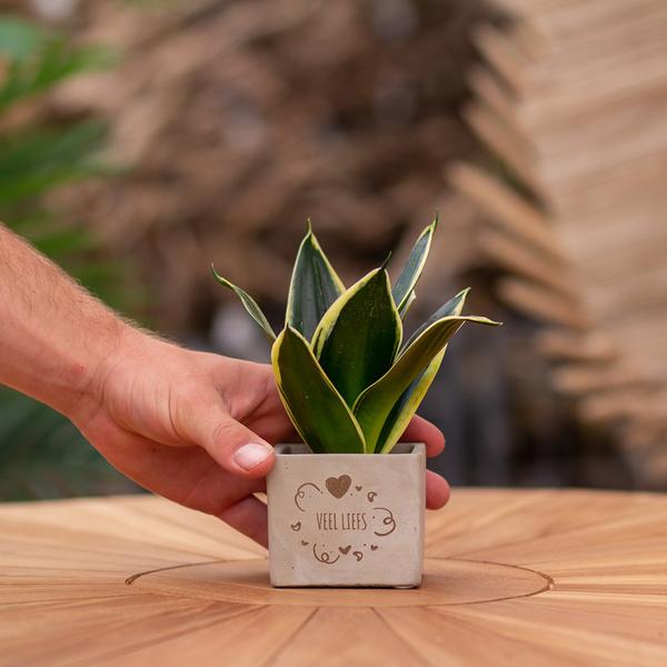 Congreet plantpots + Sansevieria | Veel liefs