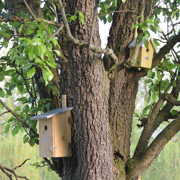 Observatienestkast - Vogelhuis - Vogels en Tuindieren