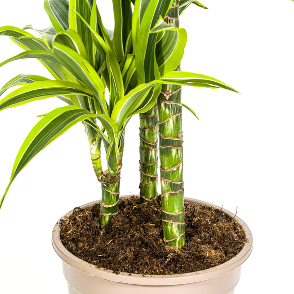 Dracaena Deremensis Lemon Lime Ø21cm - ↕90 - 110cm