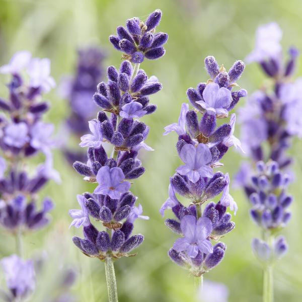 6x Lavandula 'Hidcote' - ↕10-25cm - Ø9cm