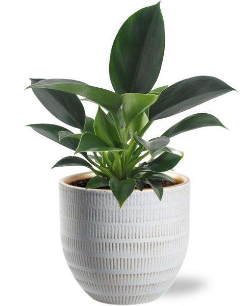 Philodendron Green Princess - Ø12cm - ↕25cm +  Beau Pot D14x13cm - Wit