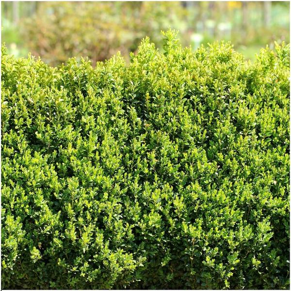 1 meter Buxus Sempervirens haag - ↕ 20 cm - 6 x Ø12 cm - 123flora.nl