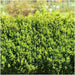 1 meter Buxus Sempervirens haag - ↕ 20 cm - 6 x Ø12 cm - 123flora.nl