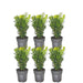 1 meter Buxus Sempervirens haag - ↕ 20 cm - 6 x Ø12 cm - 123flora.nl