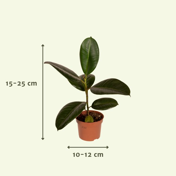 10 x Buitenbeentjesbox - Ø12 - 10x - 123flora.nl