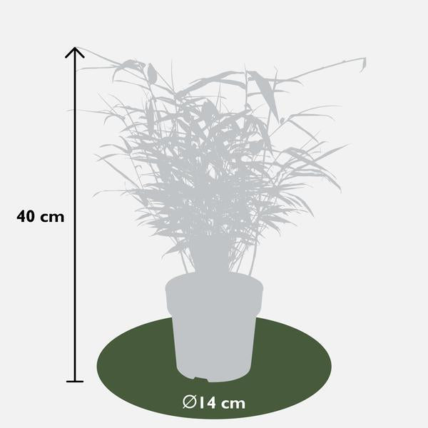 12x - Fargesia rufa - 40cm - Ø14 - 123flora.nl