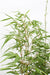 12x - Fargesia rufa - 40cm - Ø14 - 123flora.nl