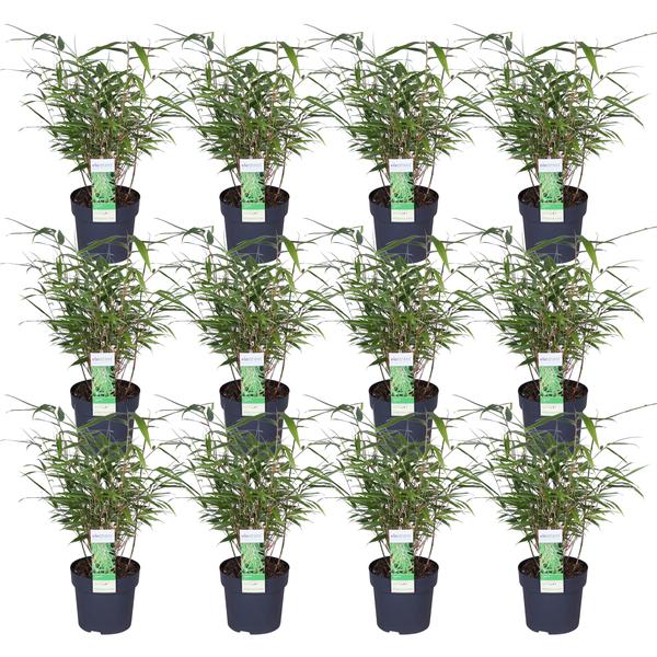 12x - Fargesia rufa - 40cm - Ø14 - 123flora.nl