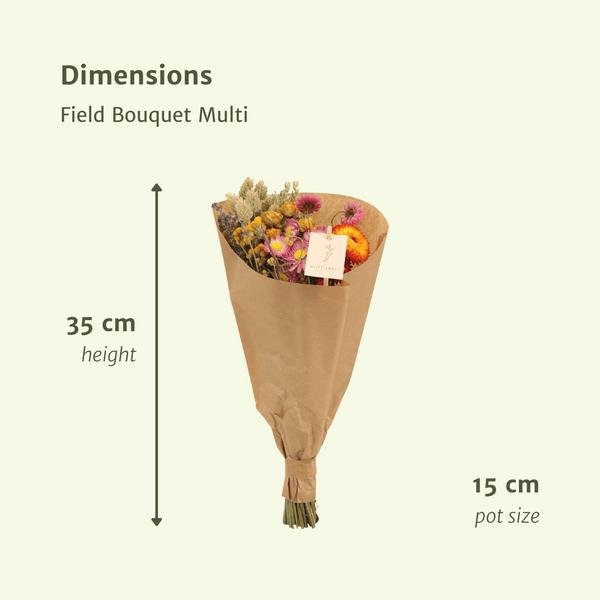 12x Field Bouquet Multi - Droogboeket - 35cm - Ø15 - 123flora.nl