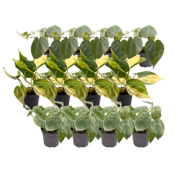 12x Philodendron Scandens Mix - 123flora.nl