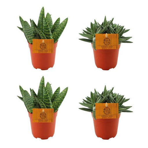 2x Aloe Paradisicum + 2x Crassula Tenelli - 4 stuks - Ø10.5cm - ↕10cm - 123flora.nl