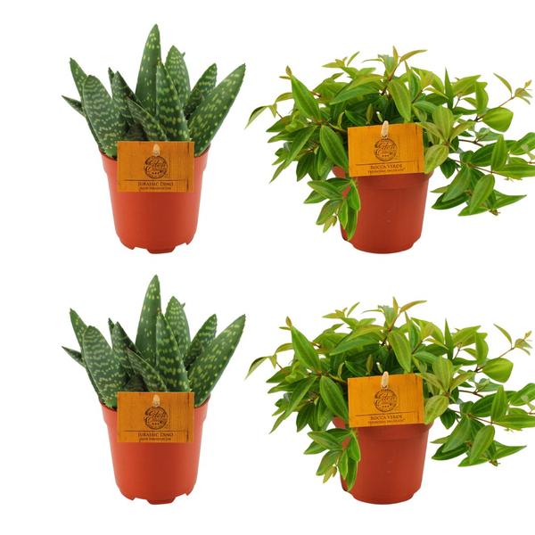 2x Aloe Paradisicum + 2x Peperomia Ang. Rocca Vivace - 4 stuks - Ø10.5cm - ↕10cm - 123flora.nl