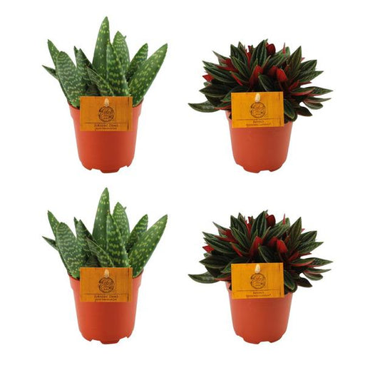 2x Aloe Paradisicum + 2x Peperomia Rosso - 4 stuks - Ø10.5cm - ↕10cm - 123flora.nl