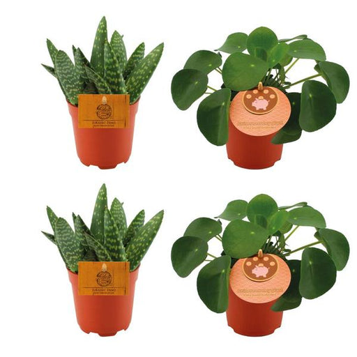 2x Aloe Paradisicum + 2x Pilea Peperomoides - 4 stuks - Ø10.5cm - ↕10cm - 123flora.nl