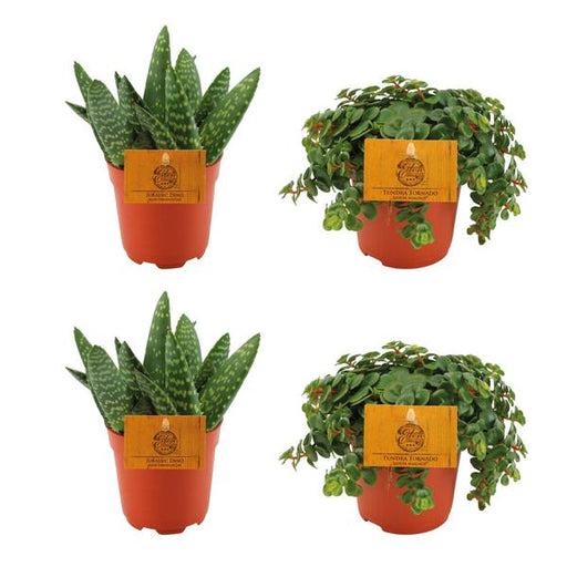 2x Aloe Paradisicum + 2x Sedum Tornado - 4 stuks - Ø10.5cm - ↕10cm - 123flora.nl