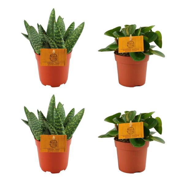 2x Aloe Paradisicum + Peperomia Obtipan Green - 4 stuks - Ø10.5cm - ↕10cm - 123flora.nl