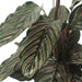 2x Calathea Ornata - Pauwenplant - 50cm - ø14 - 123flora.nl