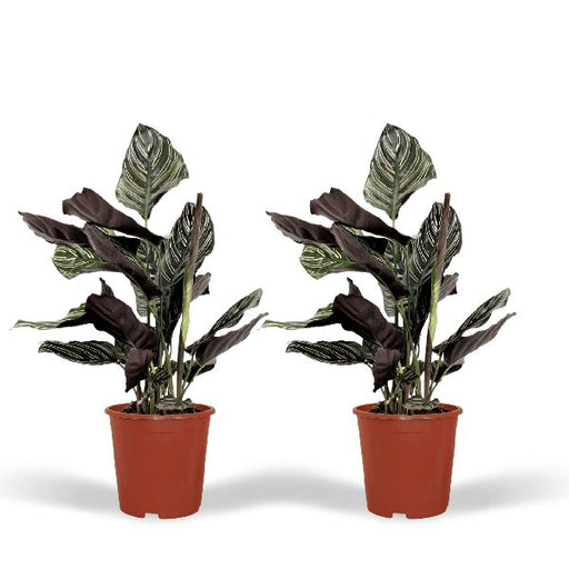 2x Calathea Ornata - Pauwenplant - 50cm - ø14 - 123flora.nl