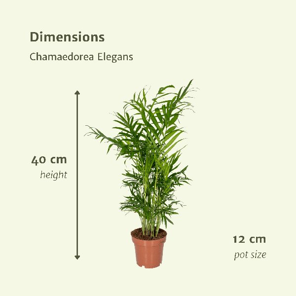 2x Chamaedorea Elegans - Mexicaanse Bergpalm - 40cm - ø12 - 123flora.nl