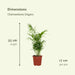 2x Chamaedorea Elegans - Mexicaanse Bergpalm - 55cm - ø17 - 123flora.nl