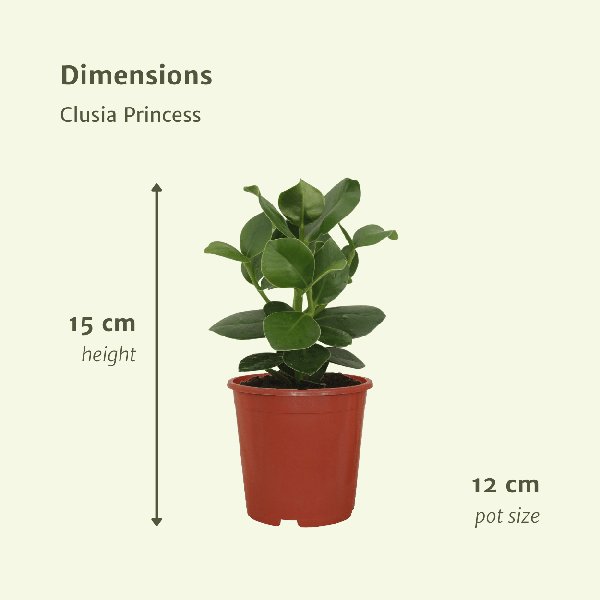 2x Clusia Princess - Handtekeningboom - 30cm - ø12 - 123flora.nl