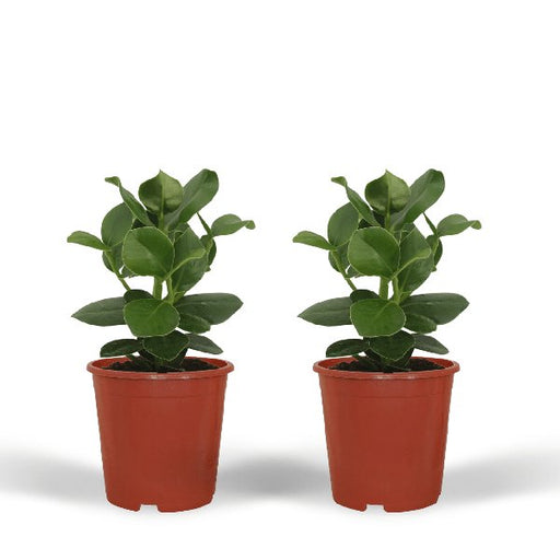 2x Clusia Princess - Handtekeningboom - 30cm - ø12 - 123flora.nl