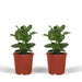 2x Clusia Princess - Handtekeningboom - 30cm - ø12 - 123flora.nl