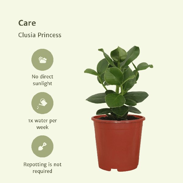 2x Clusia Princess - Handtekeningboom - 30cm - ø12 - 123flora.nl