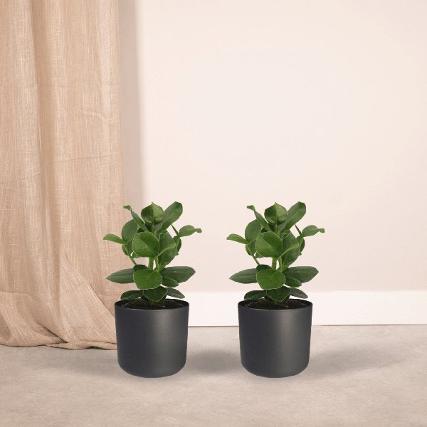 2x Clusia Princess - Handtekeningboom - 30cm - ø12 - 123flora.nl