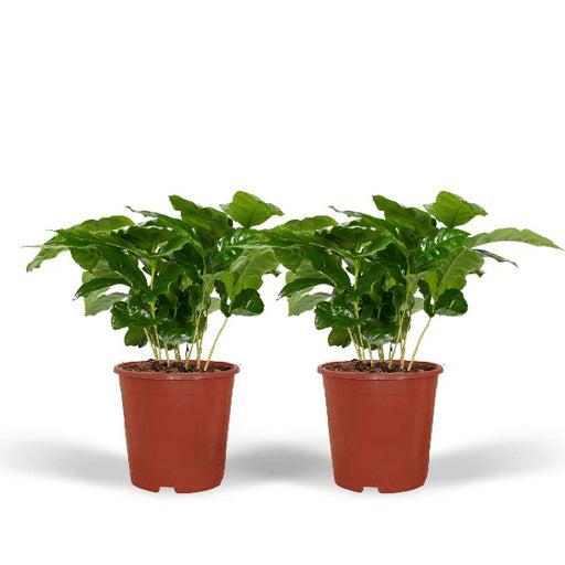 2x Coffea Arabica - Koffieplant - 25cm - ø12 - 123flora.nl