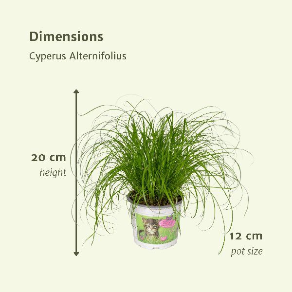 2x Cyperus Alternifolius - Kattengras - 20cm - ø12 - 123flora.nl