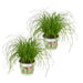 2x Cyperus Alternifolius - Kattengras - 20cm - ø12 - 123flora.nl