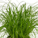 2x Cyperus Alternifolius - Kattengras - 20cm - ø12 - 123flora.nl