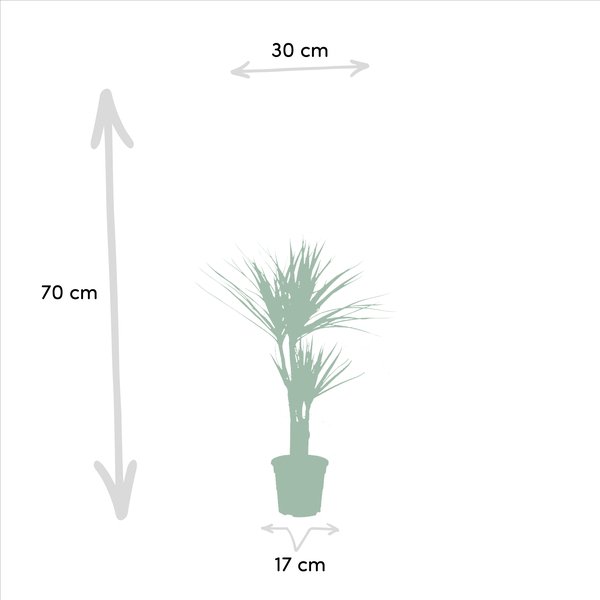 2x Dracaena - ↨90cm - Ø17cm - 123flora.nl