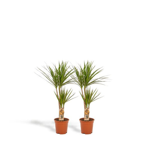 2x Dracaena - ↨90cm - Ø17cm - 123flora.nl