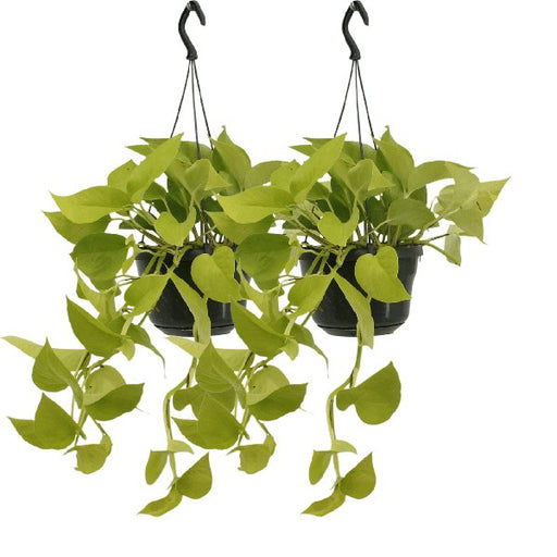 2x Epipremnum Golden Pothos - Scindapsus - 25cm - ø15 - 123flora.nl