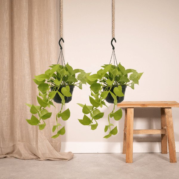 2x Epipremnum Golden Pothos - Scindapsus - 25cm - ø15 - 123flora.nl