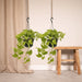 2x Epipremnum Golden Pothos - Scindapsus - 25cm - ø15 - 123flora.nl