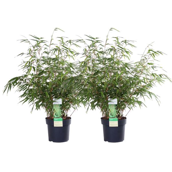 2x Fargesia rufa - ↨60cm - Ø19 - 123flora.nl