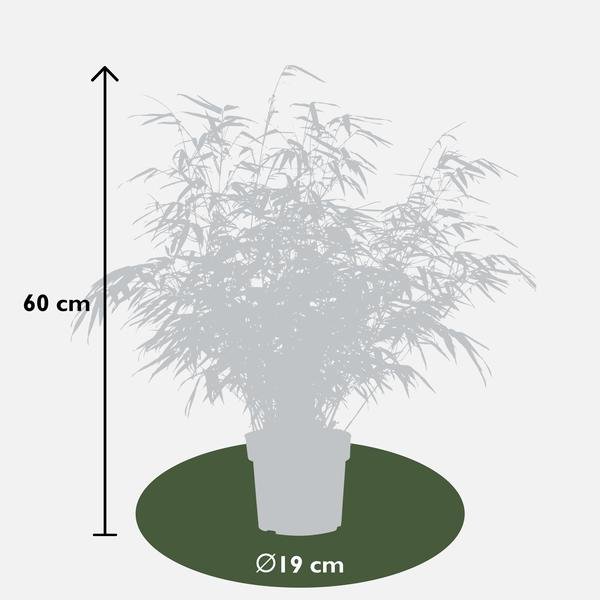 2x Fargesia rufa - ↨60cm - Ø19 - 123flora.nl