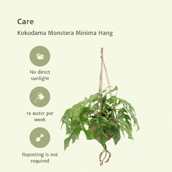 2x Kokodama Monstera Minima Hang - Gatenplant - 25cm - ø15 - 123flora.nl